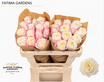 Rosa 70cm