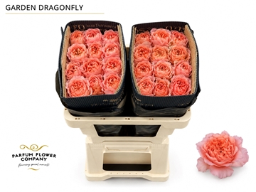Rosa 70cm