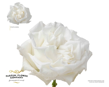 Rosa 70cm