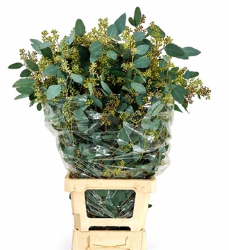 Eucalyptus Leaves Bnch 100cm 500gram