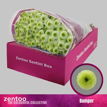 Chrysanthemum Santini Bumper