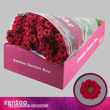 Chrysanthemum Santini Melissa Red