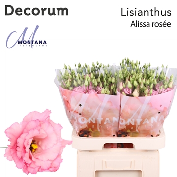 Lisianthus Double Alissa Rose Pi 70cm