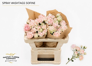 R Tr H Sofine 50cm