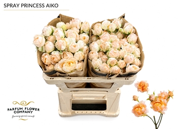 Rosa Spr 50cm