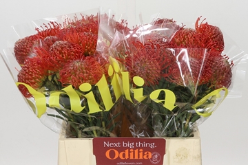 Leucospermum Succession 40cm