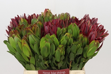 Leucadendron 40cm