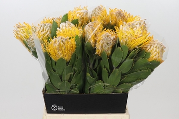 Leuco Super Gold 50cm