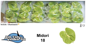 Anthurium Midori 13Ø
