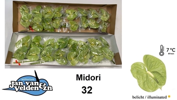 Anthurium Midori 11Ø
