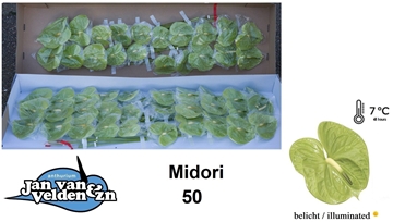 Anthurium Midori 9Ø