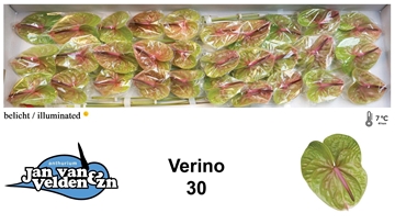 Anthurium Verino 9Ø