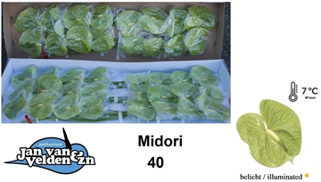 Anthurium Midori 11Ø