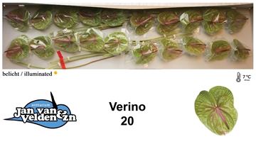 Anthurium Verino 9Ø
