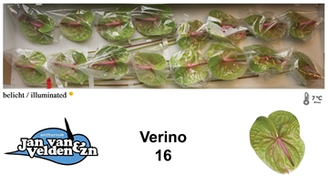 Anthurium Verino 11Ø