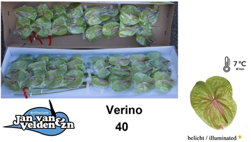 Anthurium Verino 11Ø