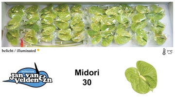 Anthurium Midori 9Ø