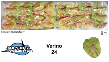 Anthurium Verino 11Ø