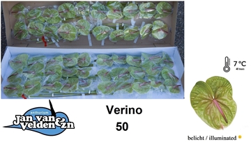 Anthurium Verino 9Ø