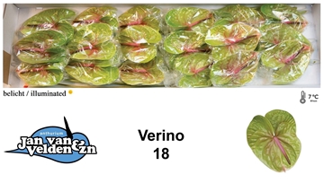 Anthurium Verino 13Ø