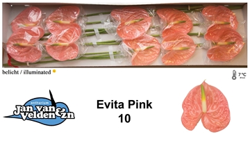 Anthurium Evita Pink 15Ø