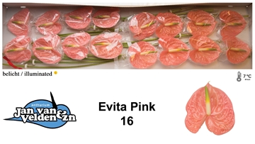 Anthurium Evita Pink 11Ø