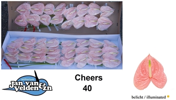 Anthurium Cheers 11Ø