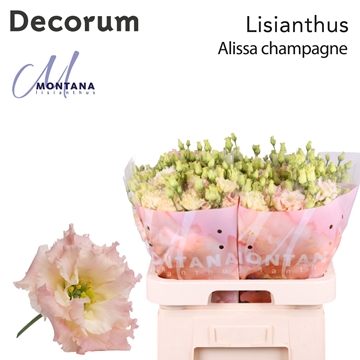 Lisianthus Double Alissa Champagne 70cm