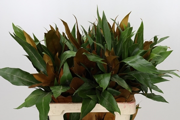 Grevi Baileyana 60cm