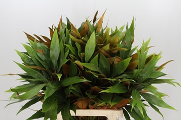 Grevi Baileyana 70cm