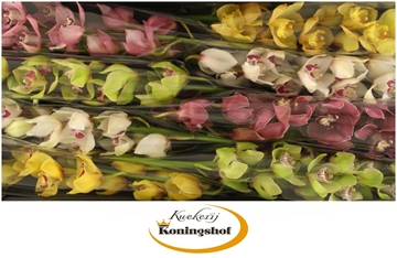 Cymbidium Asst 12bl