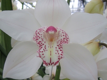Cymbidium Mrs Sugar Lee 80 Cm - 12/15bl