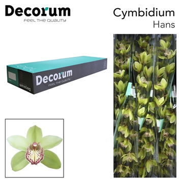 Cymbidium Hans 80 Cm - 12/15bl