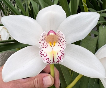 Cymbidium Mrs White Crystal 80 Cm - 12/15bl