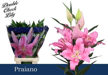 Lilium Or Praiano 90cm 4/5bl