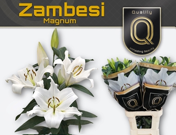 Lilium Ot Zambesi 100cm 5/7bl