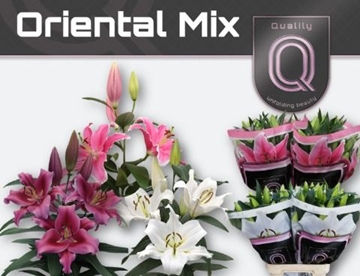 Lilium Or Mixed In Bucket 80cm 4/5bl