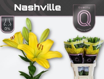 Lilium La Nashville 90cm 5/7bl