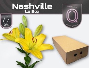 Lilium La Nashville 90cm 5/7bl
