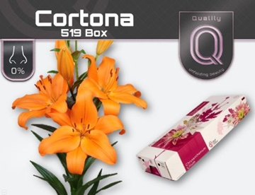 Lilium La Cortona 90cm 4/5bl