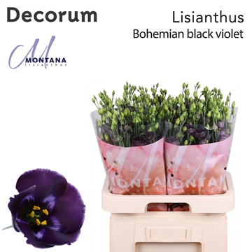 Lisianthus Single Bohemian Black Violet 70cm