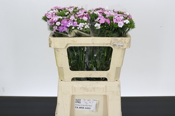 Dianthus Barb Neon Pink 50cm