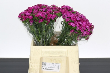 Dianthus Barb Neon Cherry 40cm