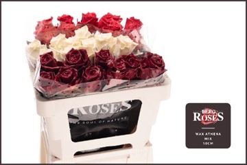 Rosa Waxed 50cm