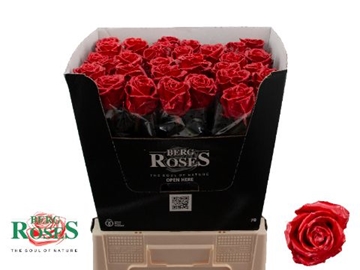 Rosa Waxed 70cm