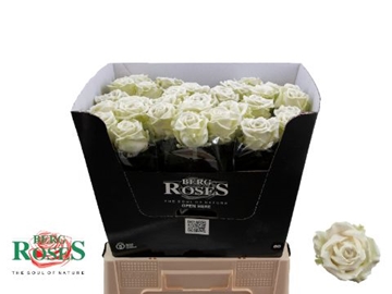 Rosa Waxed 60cm