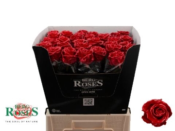 Rosa Waxed 60cm