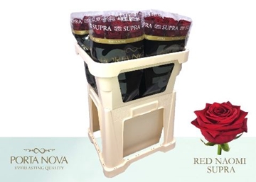Rosa Hybrida Red Naomi 70cm