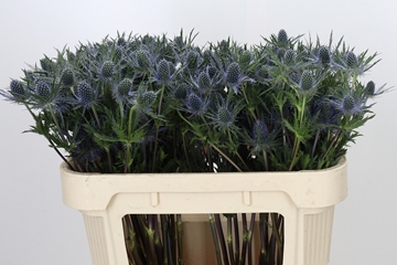 Eryngium 70cm