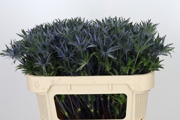 Eryngium 70cm